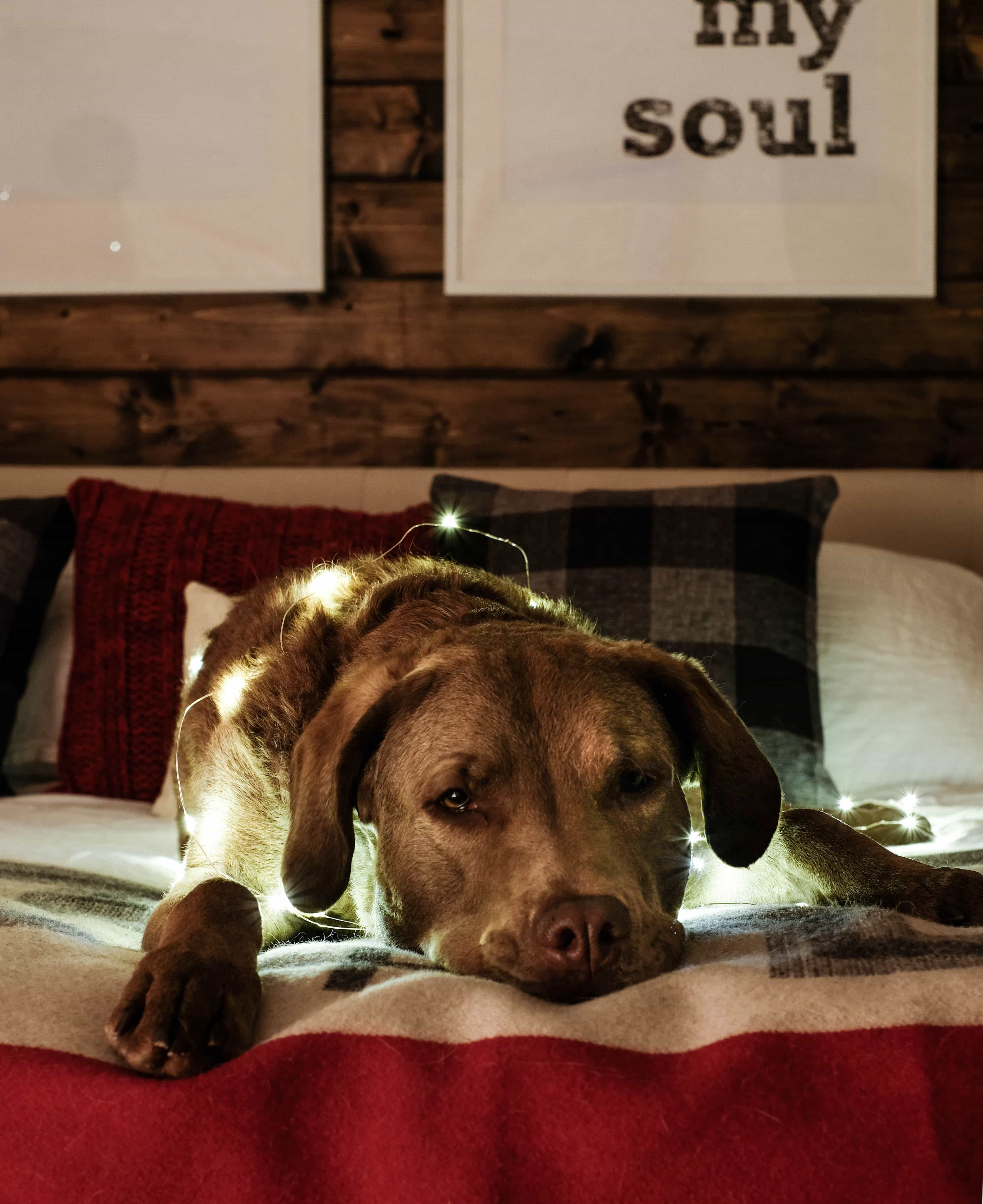 Christmas Lights Tour I Cozy, Christmas Bedroom Interiors I Dogs