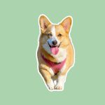 corgi smiles learning about 21 Gift Ideas For Pet Parents: Things Every Dog Owner Needs