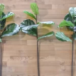 easy diy Fiddle Leaf Fig Tree Hack is My Best $15 Secret