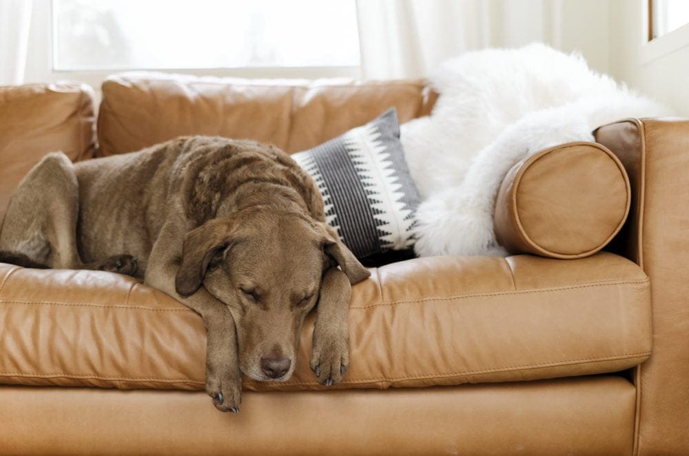 Chesapeake bay retriever sleeping on a brown leather couch