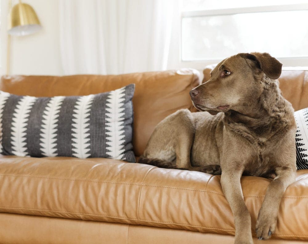 Brown dog lying on a tan leather sofa