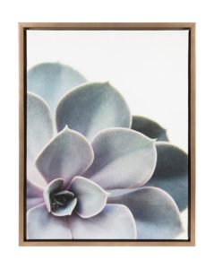 succulent framed canvas wall art