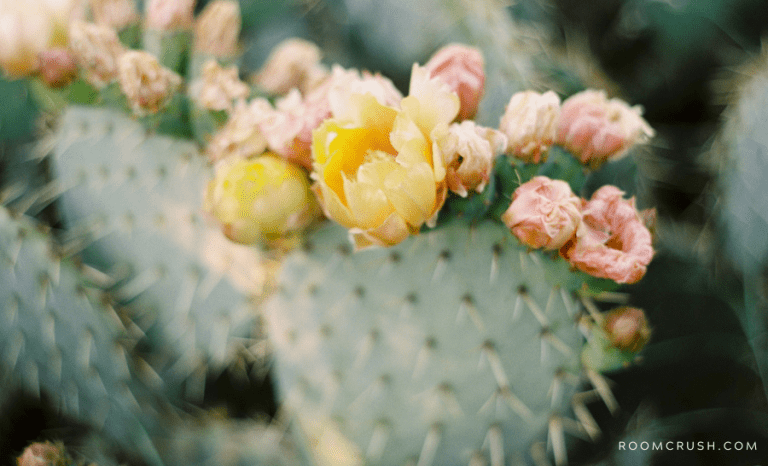 Flowers that can blossom when you properly care for a cactus