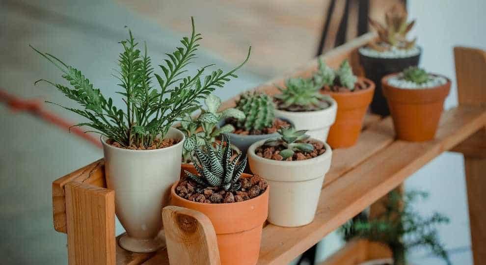 Home styling with plants