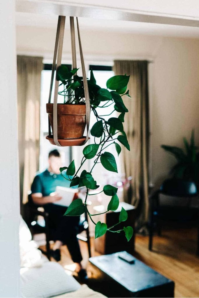 Plant styling by hanging the pots