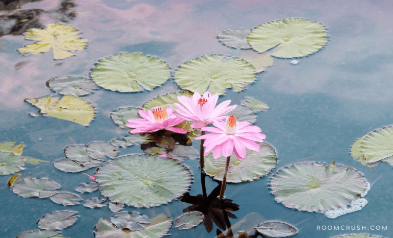 Lily pads showing some inspiring pond ideas for your backyard
