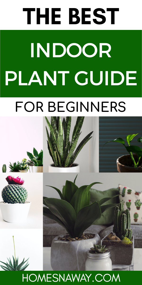 The Best Indoor Plants For Beginners{Tips From An Expert}