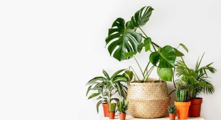 Propagating monstera plants for your home decor