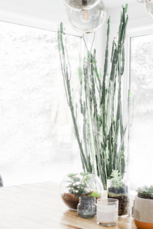 The Best Indoor Plants For Beginners