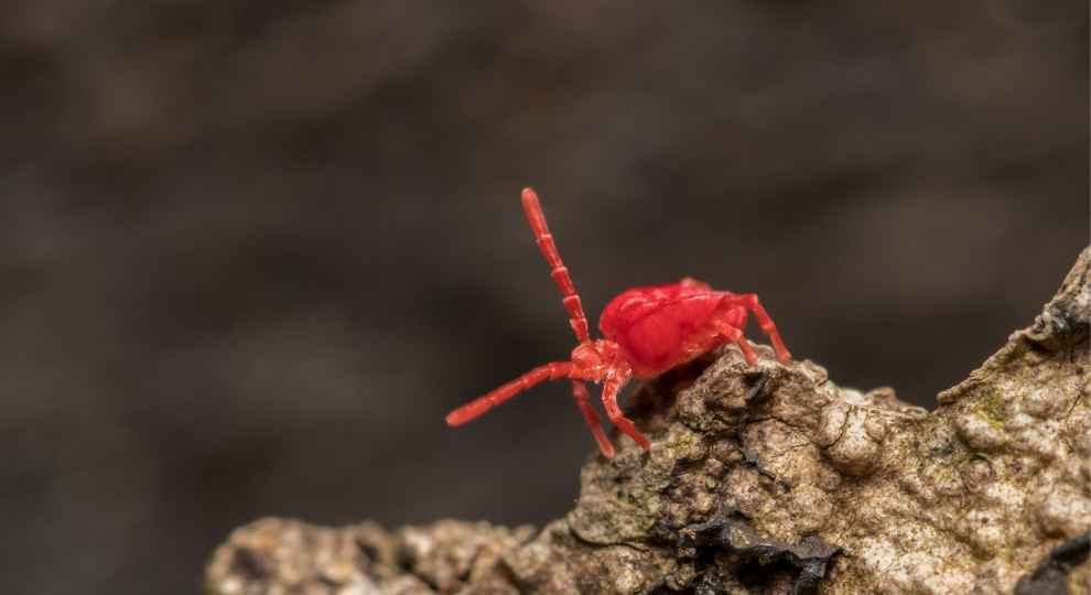 Little red bugs also known as red clover mites.