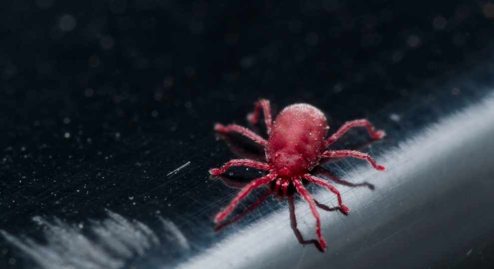 Tiny red bugs also known as red clover mites.