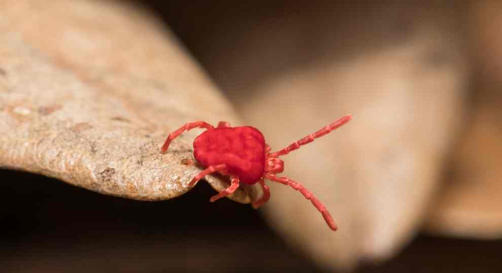 Tiny red bugs also known as red clover mites.