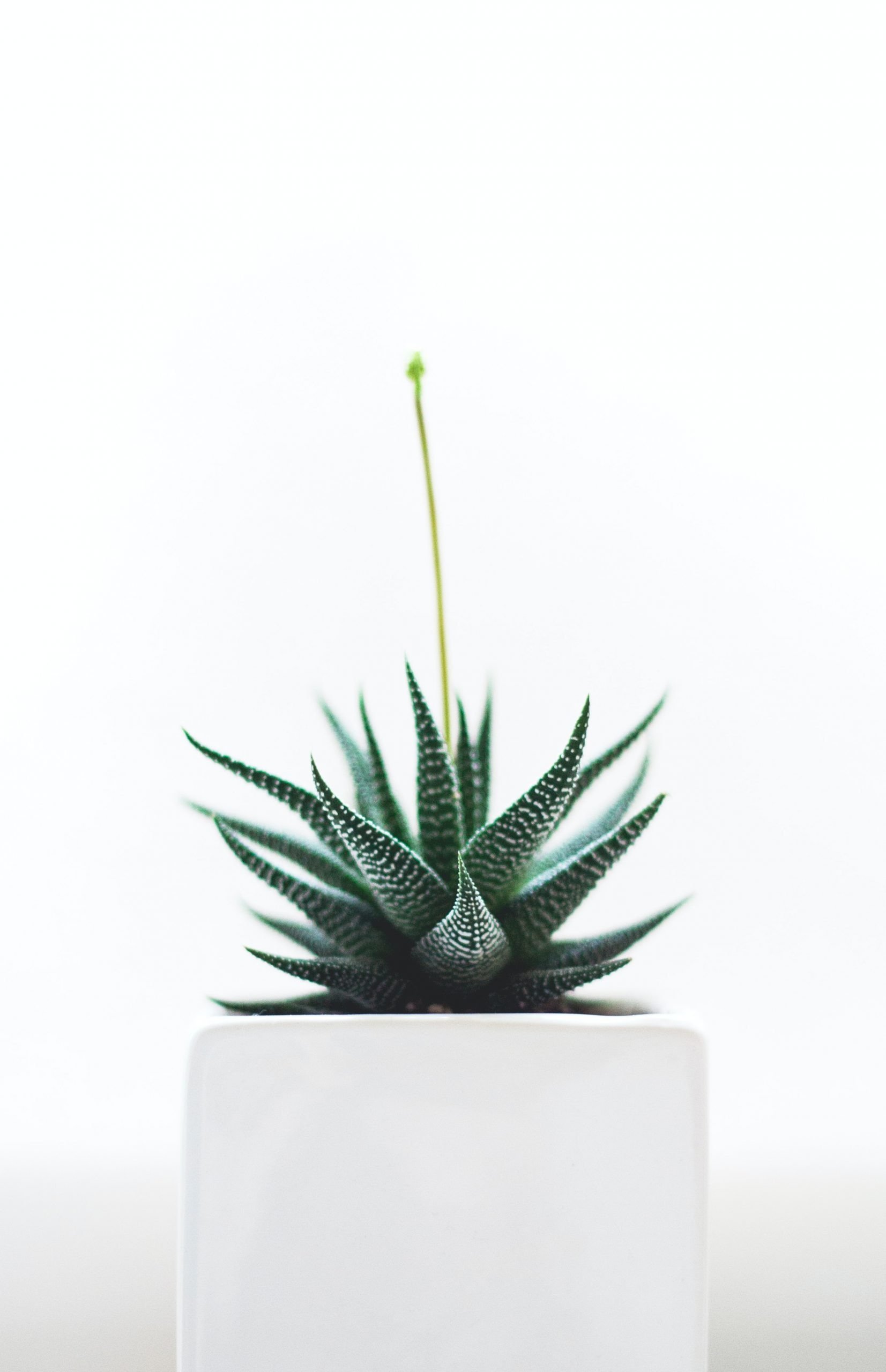 The Best Indoor Plants For Beginners{Tips From An Expert}