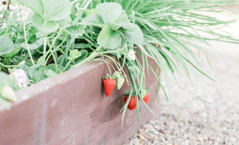 Strawberries in a no-till garden
