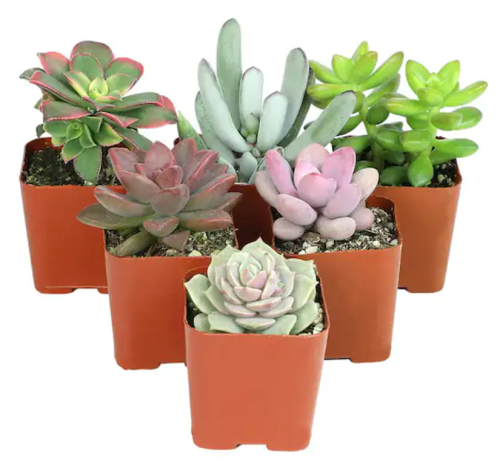 Getting succulents is one of the best apartment decorating tips as they're easy to care for and look stylish
