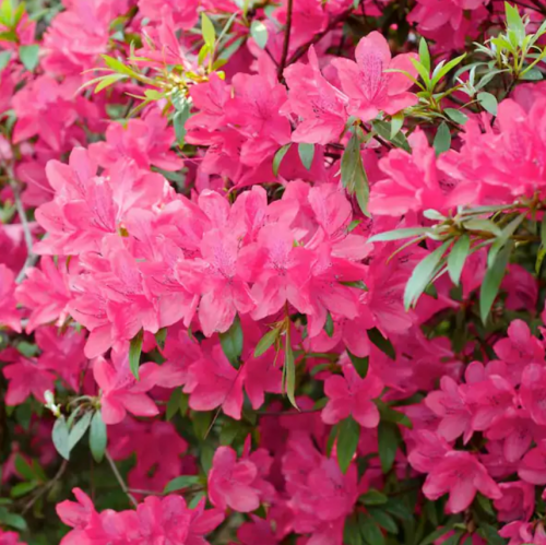 One of the best ideas for curb appeal is to add colorful flowers like azaleas