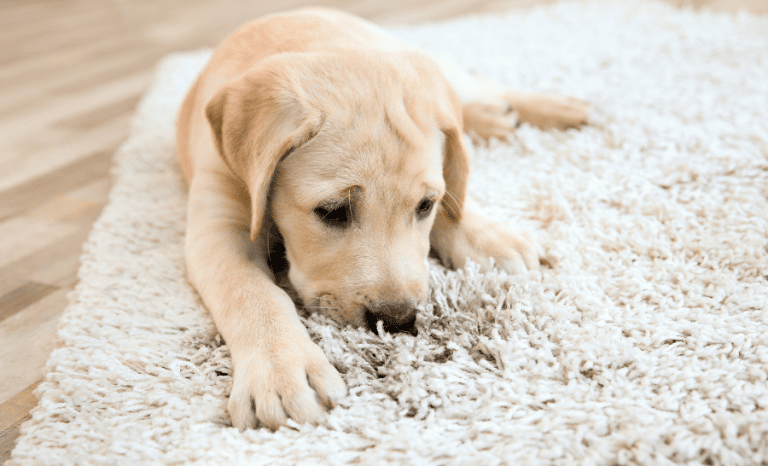 puppy sitting on clean carpet learning about the Best Vacuums for Pet Hair